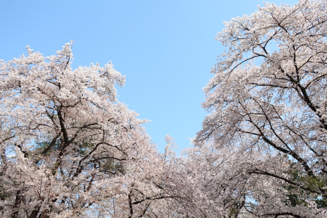 稲荷山公園　お花見